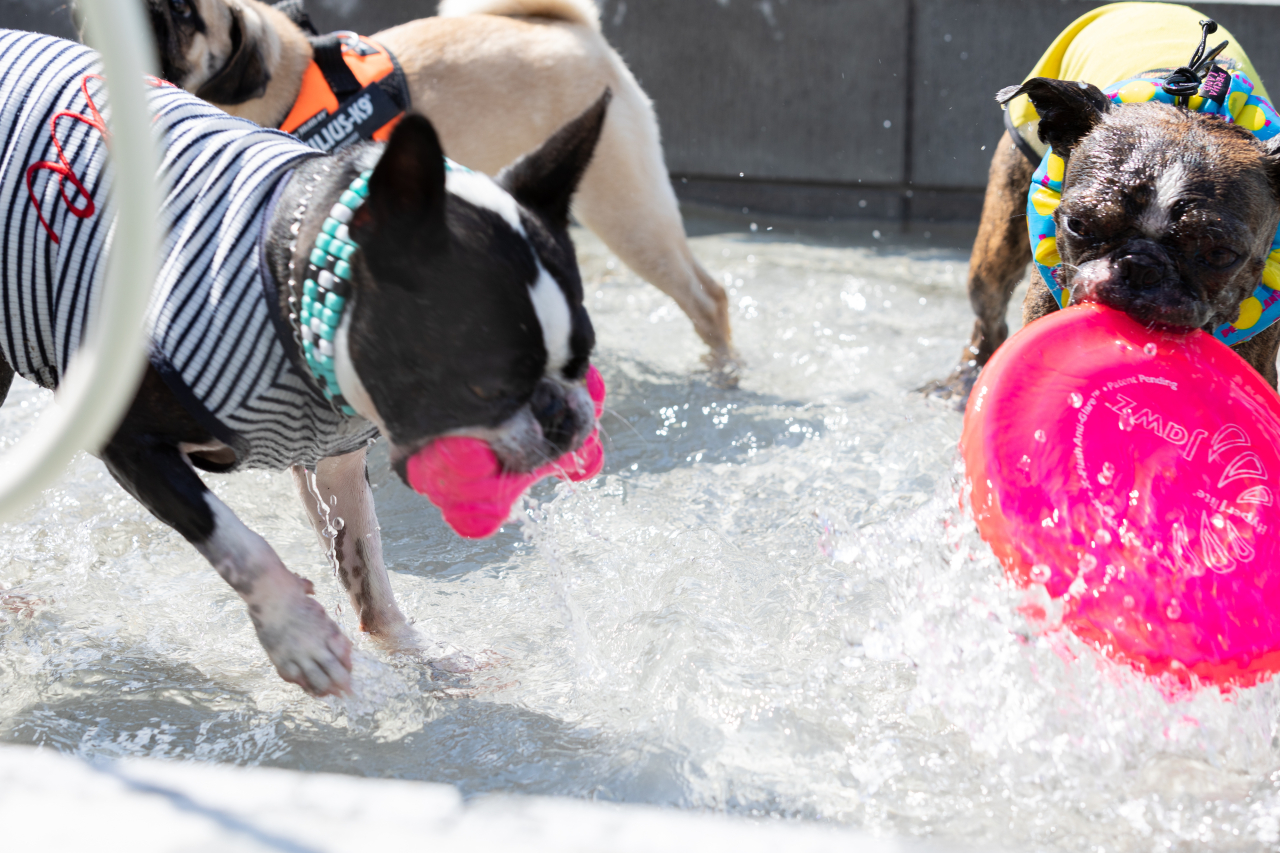 WAN わん プールでクールダウンをする犬