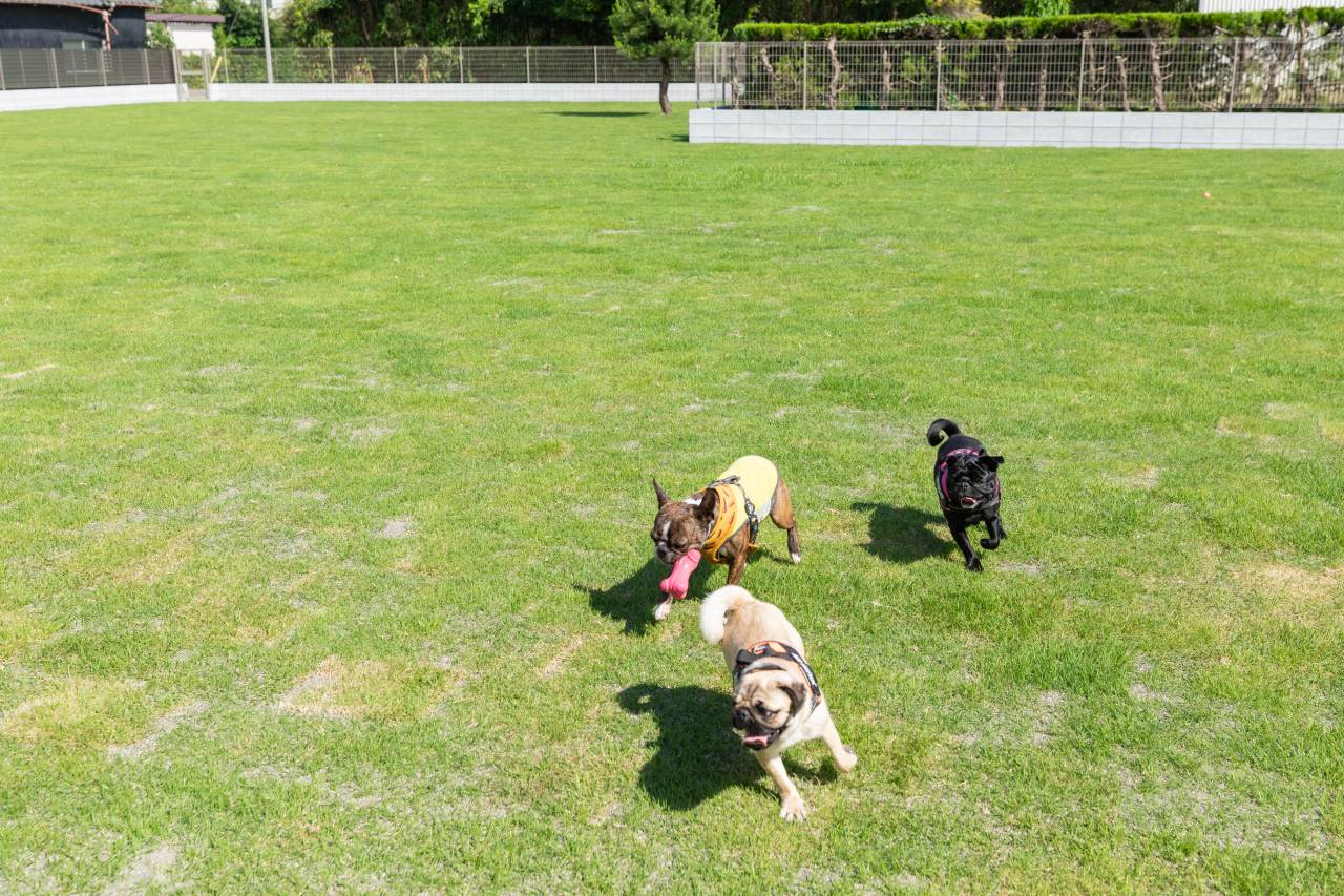 プライベートドッグランで遊ぶ犬