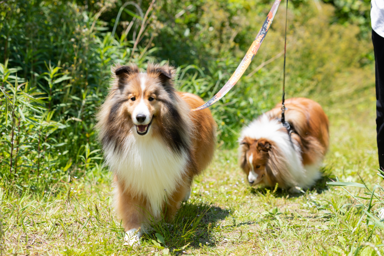 自然の中を散歩する大型犬2匹